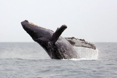 1.5 Hour Waikiki Whale Watching with E Sea Diver (Shuttle Option) - Pier E, the shuttle option, and how boarding actually works
