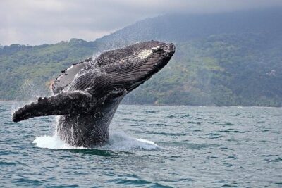2-Hour Oahu Whale Watch from Ala Wai Harbor, Waikiki - Waikiki Beach From the Water: The First Stop That Sets the Tone