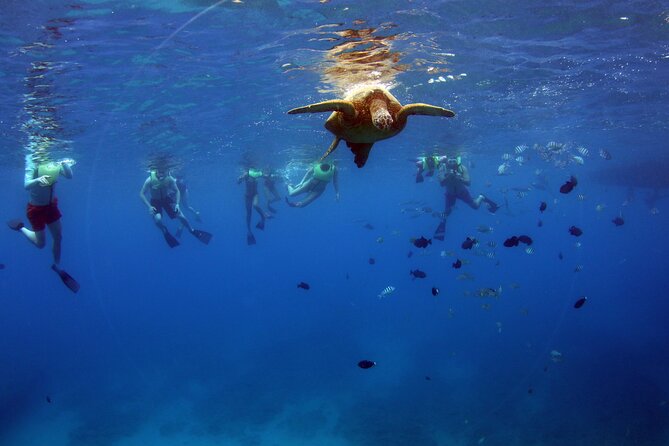 3 Zipline Adventure and 3.5 hour Afternoon Snorkel Cruise - Small-group limit of 11: why it feels less rushed