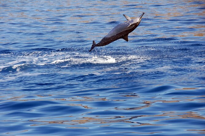 All-Inclusive Sunset Dolphin Watch and Snorkeling Cruise - Value check: is $169 a good deal for this Oahu mix?