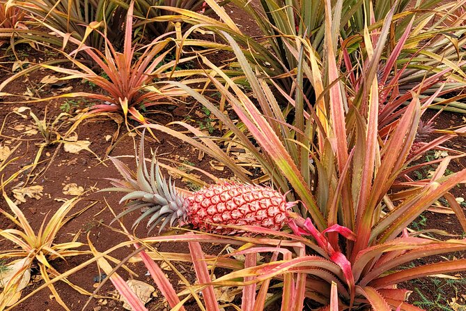 Byodo Temple and Waimea Botanical Garden Tour - New Hawaii’s Treasures and the “maybe” malasada stop