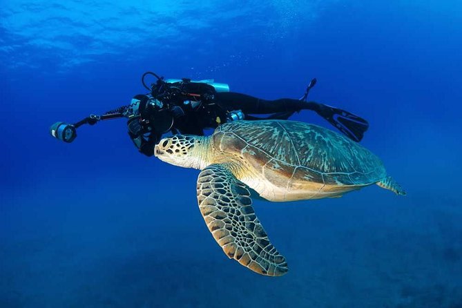 Certified Diver: 2-Tank Shallow Reef Dives off Oahu - Kewalo Basin Harbor check-in: the short prep that makes the day smoother