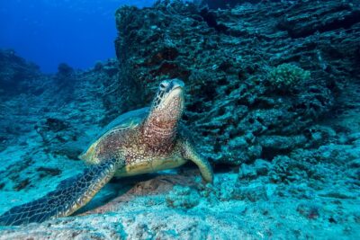 Certified Diver: 2-Tank Shallow Reef Dives off Oahu - The reef plan: Kaisers, Turtle Canyons, and Secrets on a two-tank schedule