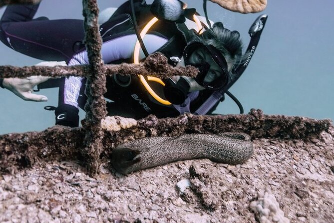 Certified Divers: Best 2-Tank Wrecks & Reef Boat Dive All Inclusive From Waikiki - Key Things That Make This Trip Worth Your Time