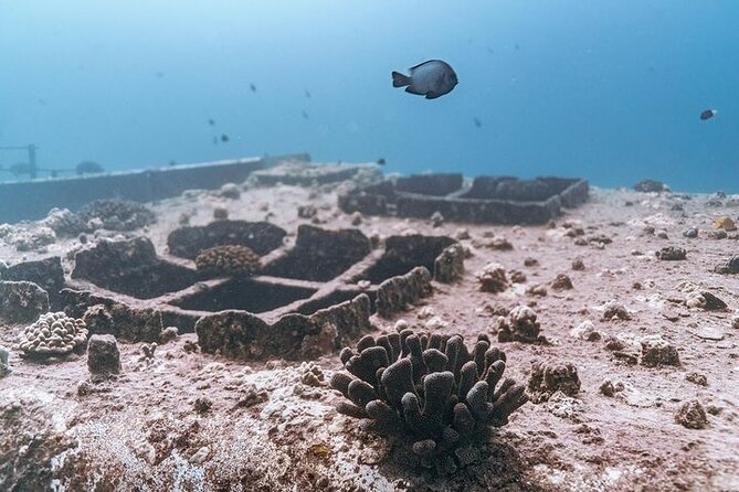 Certified Divers: Best 2-Tank Wrecks & Reef Boat Dive All Inclusive From Waikiki - On the Boat: Equipment, Snacks, and a Crew That Keeps Things Moving