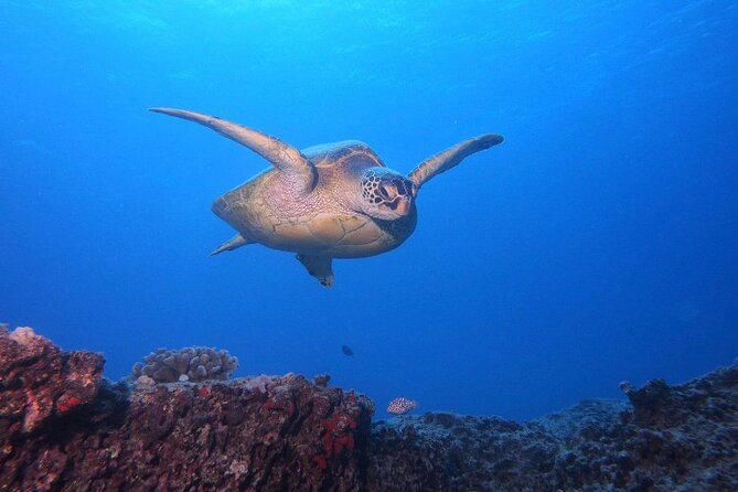 Certified Scuba Diving Along Two Shallow Reef Sites - Key Points at a Glance