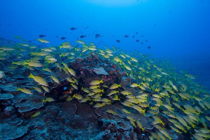 Certified Scuba Diving Along Two Shallow Reef Sites - Maunalua Bay Start: Why This 10:30am Charter Is a Smart Pick