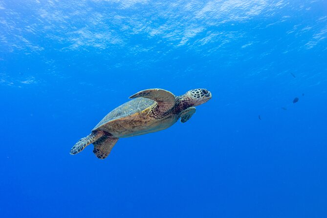 Certified Scuba Diving Along Two Shallow Reef Sites - The Boat Day Rhythm: How to Think About the 3 Hours