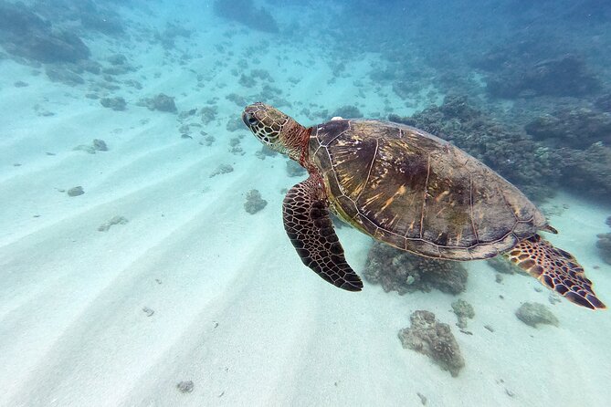 Certified Scuba Diving Experience in Honolulu - Key Highlights (Why This Charter Works)