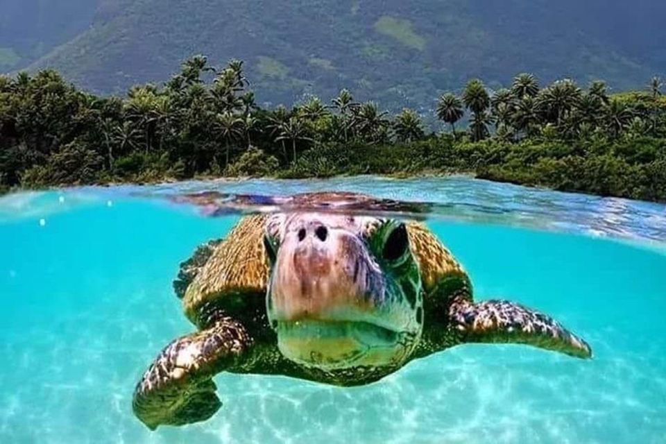 Circle Island: Swim with Turtles and Explore Paradise Oahu - Makapuʻu, Sandy Beach, and Waimea Bay glimpses you can build on