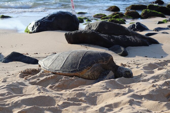 Circle Island Tour with Snorkeling & Turtles - Key highlights to know before you go
