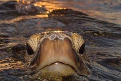 Circle Island tours - swim with turtles,Private & Small Group Tours - Diamond Head or Makapuu Lighthouse: your first decision, and what it means for your day