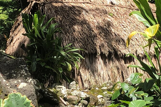 Circle Island tours - swim with turtles,Private & Small Group Tours - North Shore sea turtles and monk seals: seeing wildlife without getting in the way