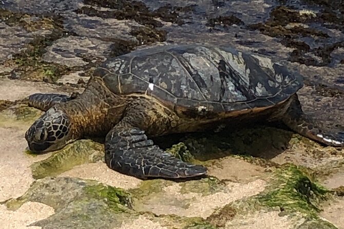 Circle Island tours - swim with turtles,Private & Small Group Tours - Price and value: what $150 buys you on a day like this
