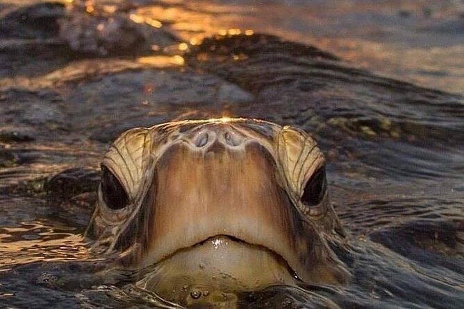 Circle Island tours - swim with turtles,Private & Small Group Tours - Diamond Head or Makapuu Lighthouse: your first decision, and what it means for your day