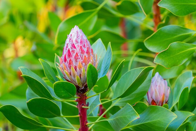 Day Trip Oahu to Maui: Sips, Sites and Bites - Price and value: what you’re paying for, and when it feels worth it