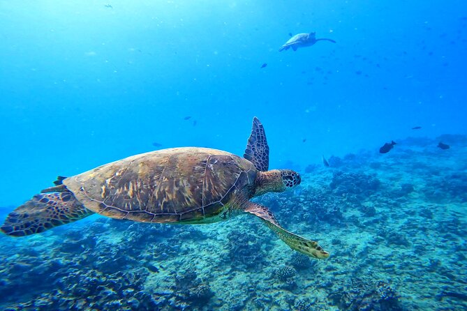 Deluxe Turtle Snorkeling Escapade at Waikiki - Key Highlights You’ll Care About