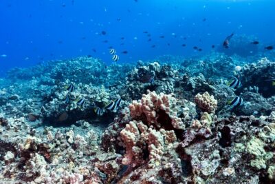 Discover Scuba Diving in Hawaii - Non certified divers! - Maunalua Bay Meets the Boat Ride: A Calm Start