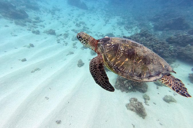 Discover Scuba Diving in Hawaii - Non certified divers! - The Boat Break: Oahu’s Big Landmarks While You Catch Your Breath