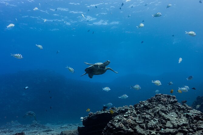 Discover Scuba Diving in Hawaii - Non certified divers! - Price and Value: Is $237.69 a Good Deal for First-Timers?