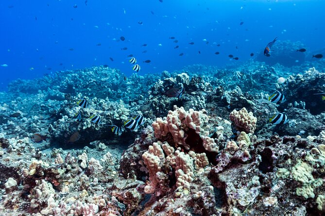 Discover Scuba Diving in Hawaii - Non certified divers! - Maunalua Bay Meets the Boat Ride: A Calm Start