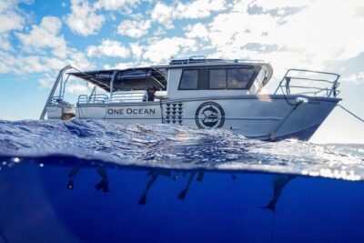 Dive with Sharks in Hawaii: Shark Tour from Haleiwa - The safety briefing that makes or breaks the whole experience