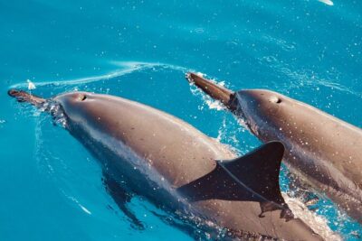 Dolphin Watching and Snorkeling on the West Coast of Oahu - Catamaran Comfort and Safety with a 24-Person Max