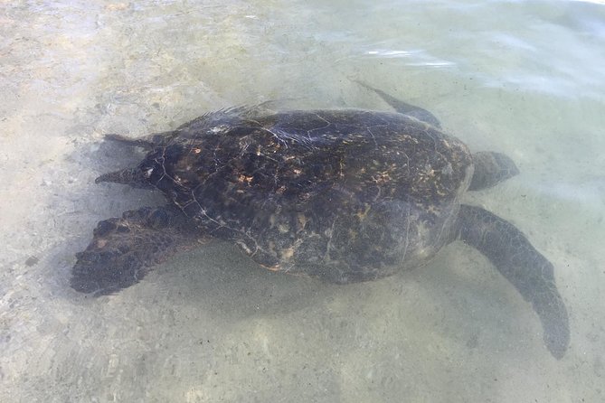 Eco-adventure friendly Aloha Island Tour - Laniakea Turtle Beach: The One Stop You’ll Hope For