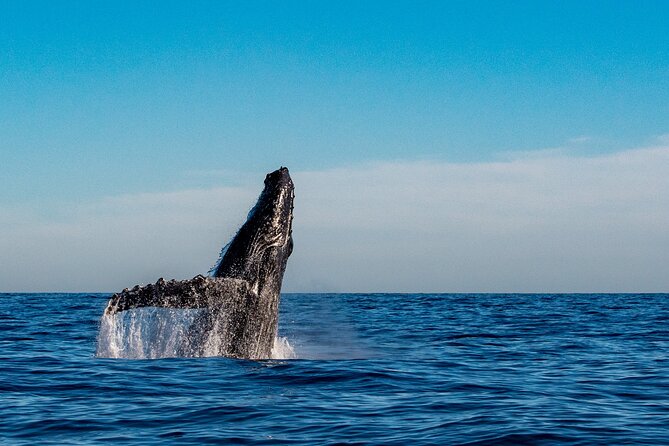 Explore Turtle Canyons Waikiki Snorkel and Sail Adventure - How private group size changes the whole rhythm