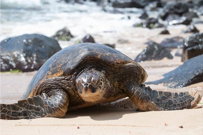 Family-Friendly Private Circle Island Tour of Oahu - Coffee Farm and Macadamia Nut Breaks: Small Stops, Big Smiles