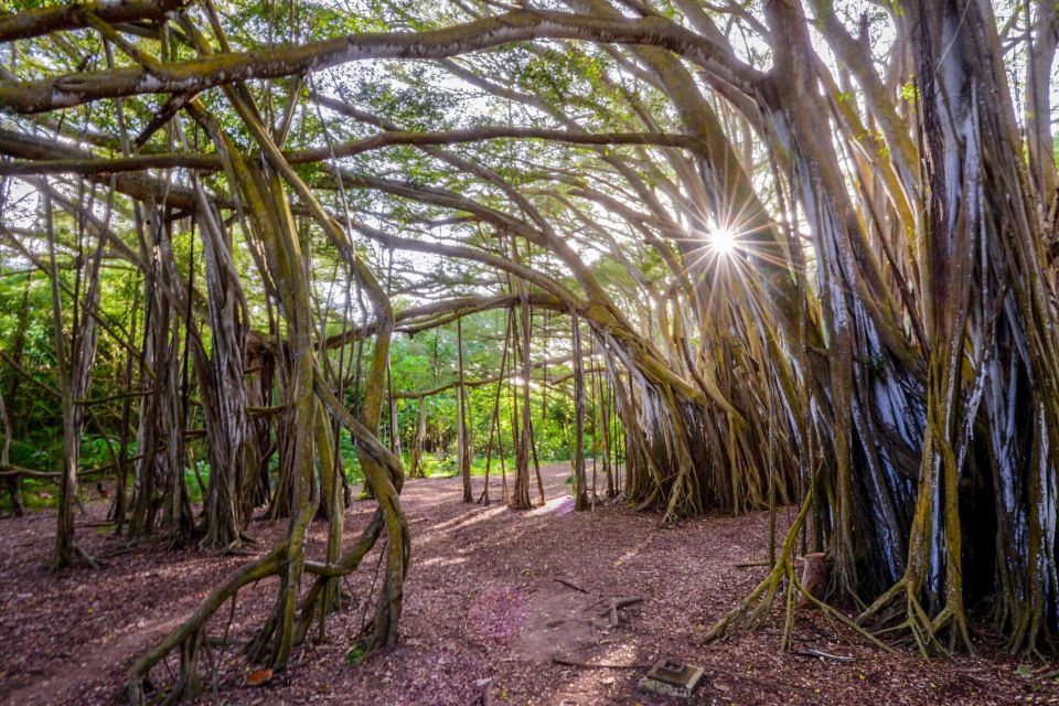 First Day Must 10-Hour Sunrise & Full Island Photo Tour - Makapuʻu Lookout and the Windward Coast: More Than Pretty Views