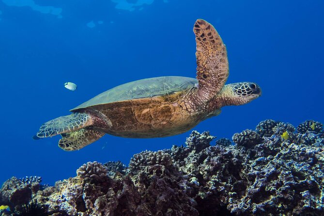 First Time Introductory Scuba Dive - Small Groups on the Water: Why It’s Worth It for Wildlife