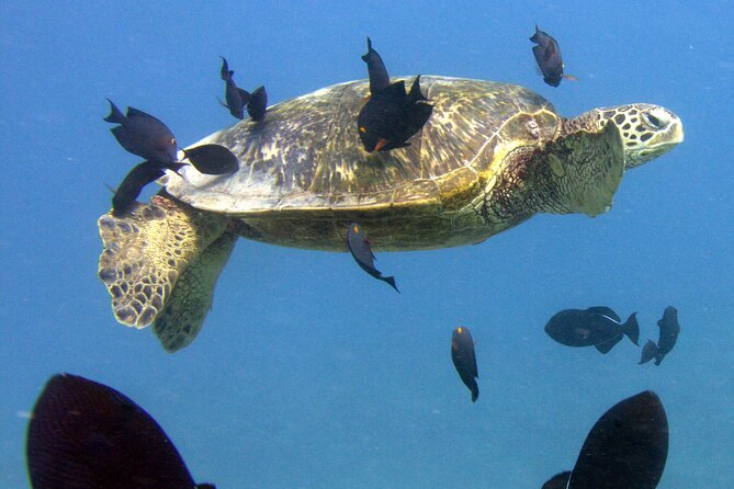 First Time Introductory Scuba Dive - The Skill-Building Flow: From Safety Basics to Your First Underwater Moments