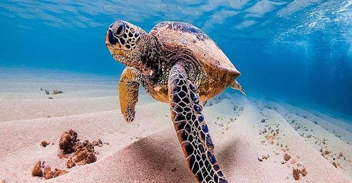 From Waikiki: Oahu Grand Circle Island Experience - Lunch at Tanaka Kahuku Shrimp plus snack breaks that keep you sane