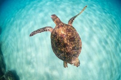 Full Day Oahu Circle Island -Turtle Beach Snorkel at North Shore - Waimanalo sea cliffs and the windward-side drive