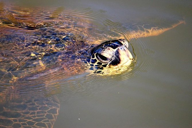 Group Stand Up Paddle Lesson and Tour - Learning Hawaiian Fauna, Uses, And The Meaning Of Historic Haleiwa