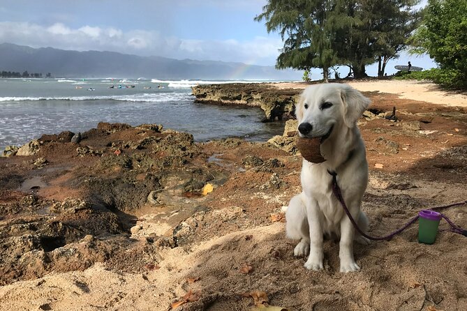 Group Surf Lessons for beginners on the North Shore of Oahu - North Shore Timing: Morning vs Afternoon and How to Plan Your Day