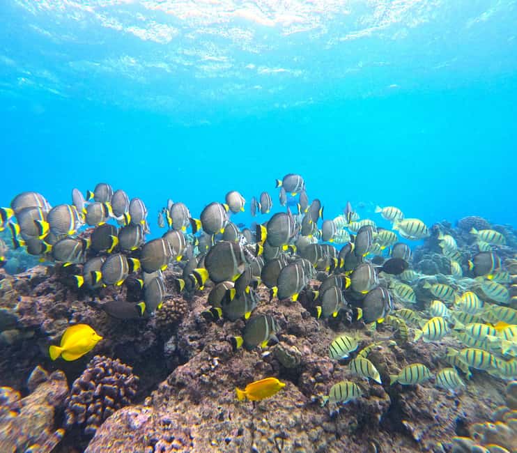 Hanauma Bay Guided Snorkel Tour with guaranteed entrance - Snorkel Lesson + 1 Hour Guided Reef Time