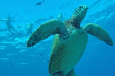 Hanauma Bay Guided Snorkel Tour (with guaranteed entrance time) - Meeting at the Admission and Orientation Center