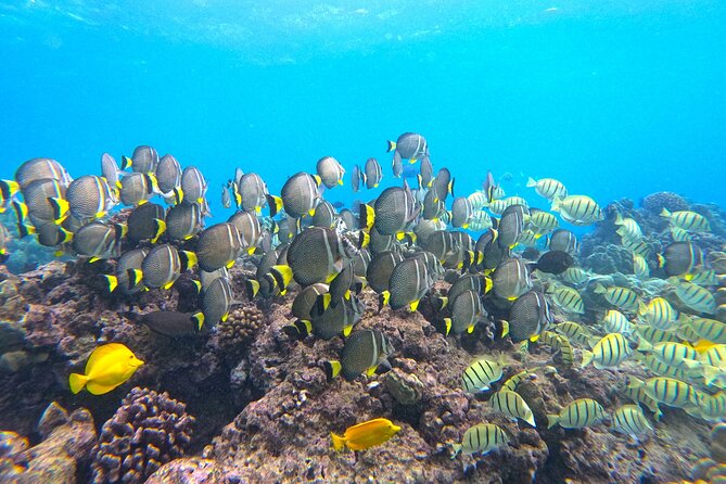 Hanauma Bay Guided Snorkel Tour (with guaranteed entrance time) - Turtles and reef fish: how guided routing changes your odds