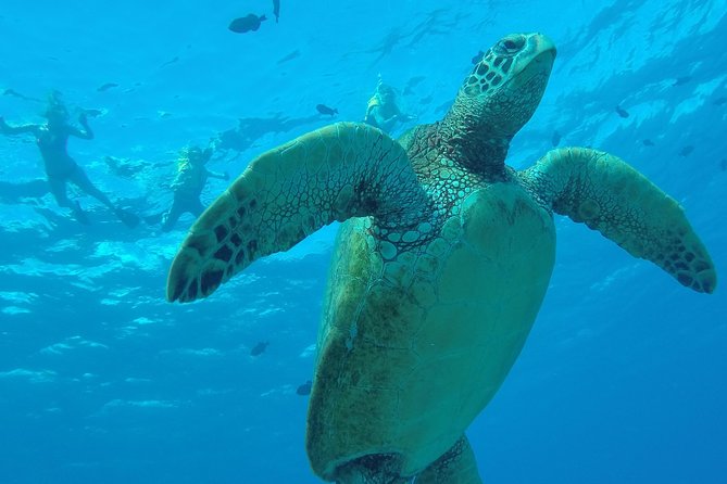 Hanauma Bay Guided Snorkel Tour (with guaranteed entrance time) - Meeting at the Admission and Orientation Center