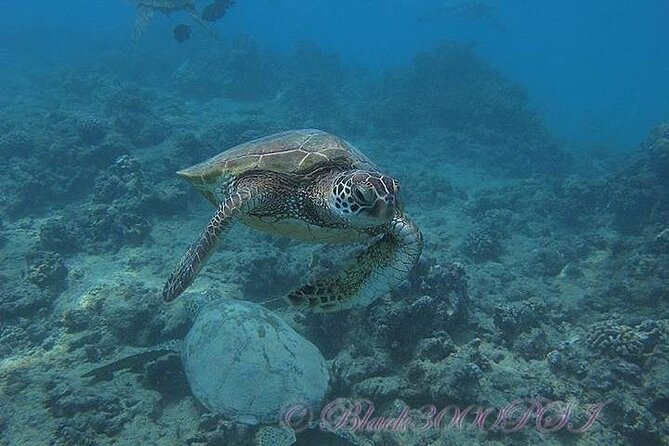Hawaii DISCOVER Beginner + Certified 2 Tank Shallow Scuba Diving - First-Time Scuba Worth Doing in Waikiki