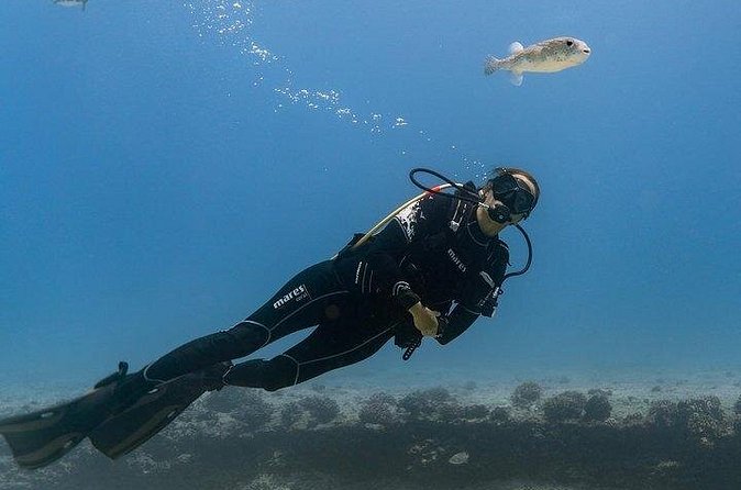 Hawaii DISCOVER Beginner + Certified 2 Tank Shallow Scuba Diving - Marine Life Chances: Turtles, Rays, Reef Sharks, Octopus, and Dolphins