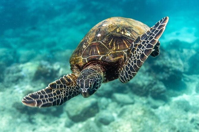 Hawaii DISCOVER Beginner + Certified 2 Tank Shallow Scuba Diving - Value for $299: What You’re Paying For and Why It Matters