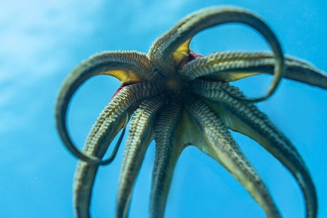 Hawaii DISCOVER Beginner + Certified 2 Tank Shallow Scuba Diving - Book It or Skip It? My Practical Call