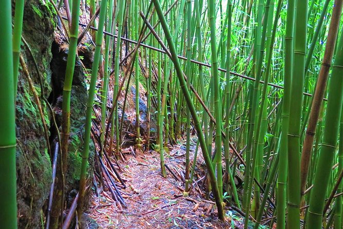 Hawaiian Waterfall Hike - Guides Who Set the Pace: Patient Help Matters