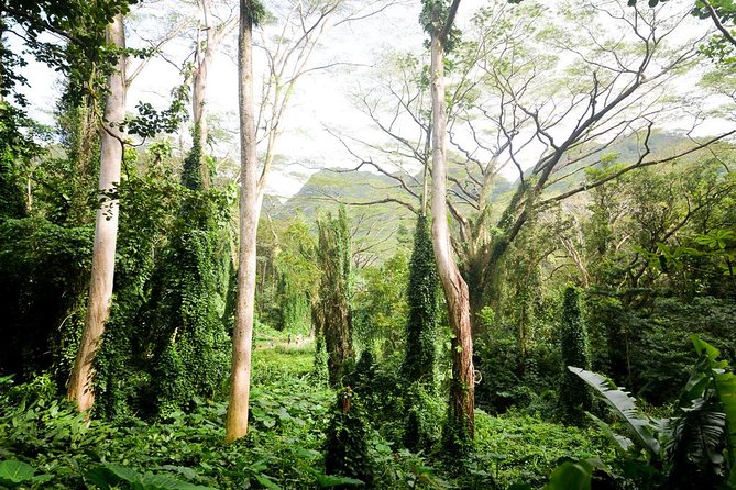 Hawaiian Waterfall Hike - Price and Value: What $101.41 Covers (and Why It’s Fair)
