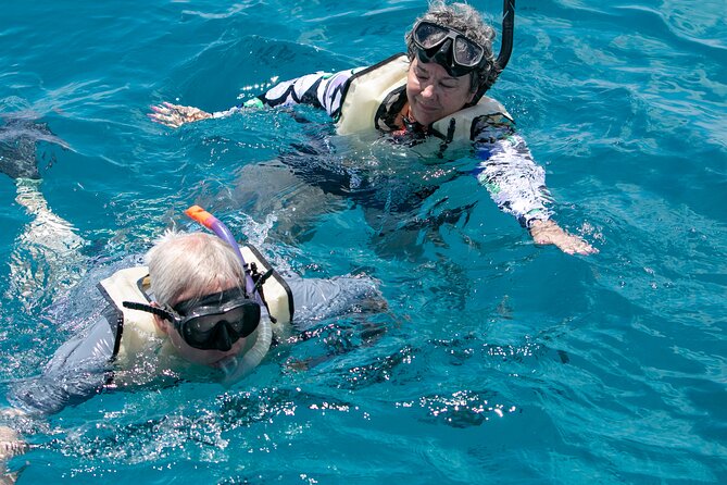 Hilton Hawaiian Village Turtle Snorkel with Optional Lunch - Whale season reality check: December through March