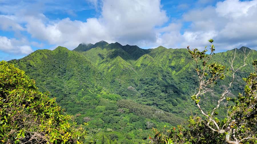 Honolulu: Hawaiian Volcanic Rainforest Hike - The 3-hour Ko‘olau rainforest hike: what the effort really feels like