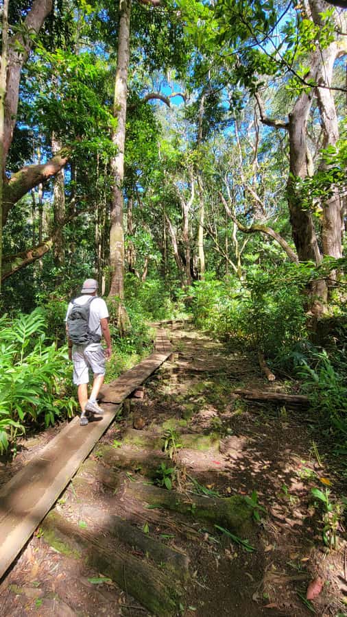 Honolulu: Hawaiian Volcanic Rainforest Hike - What you’ll see: Konahuanui, Mt. Ka‘ala, and Le‘ahi (Diamond Head)